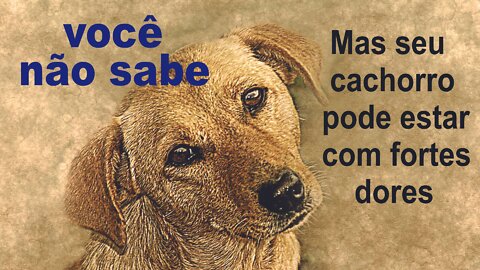 Voce não sabe,mas seu cachorro pode estar com fortes dores