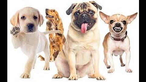 Common Dog Allergy Symptoms in Kids