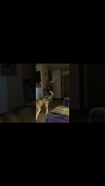 Chana wanted “Taco Tuesday” on Groundhog Day Wednesday (02-February-2022)