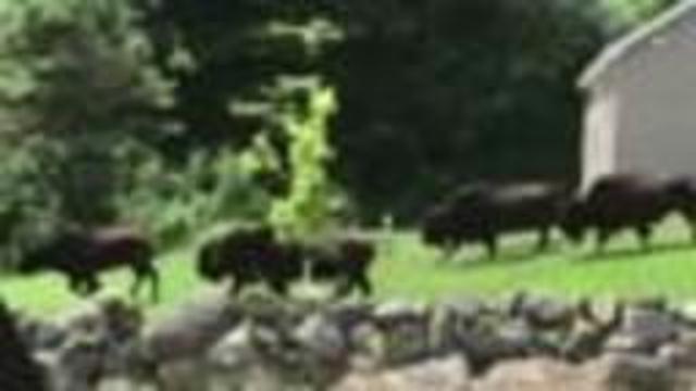 WATCH | Herd of bison runs loose in New Hampshire neighborhood