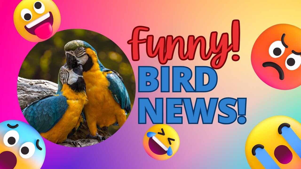 Funny Bird Video 2023 Compilation - Funny Animal Video - Animal reactions