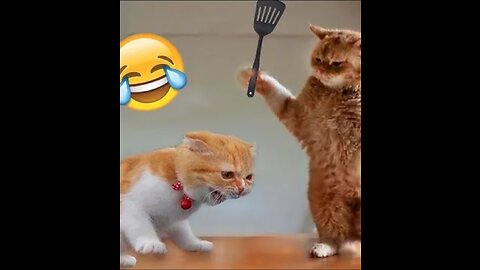 Funny Animals in Video 🐺🐺🐯🦊🐯🐶