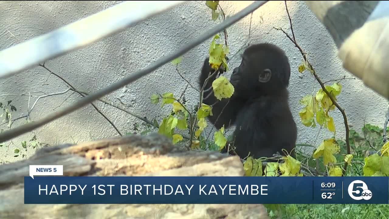 Cleveland Metroparks Zoo gorilla turns 1