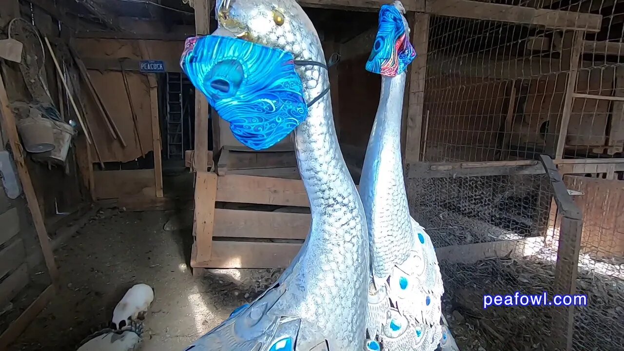 Peacock Mask, Peacock Minute, peafowl.com