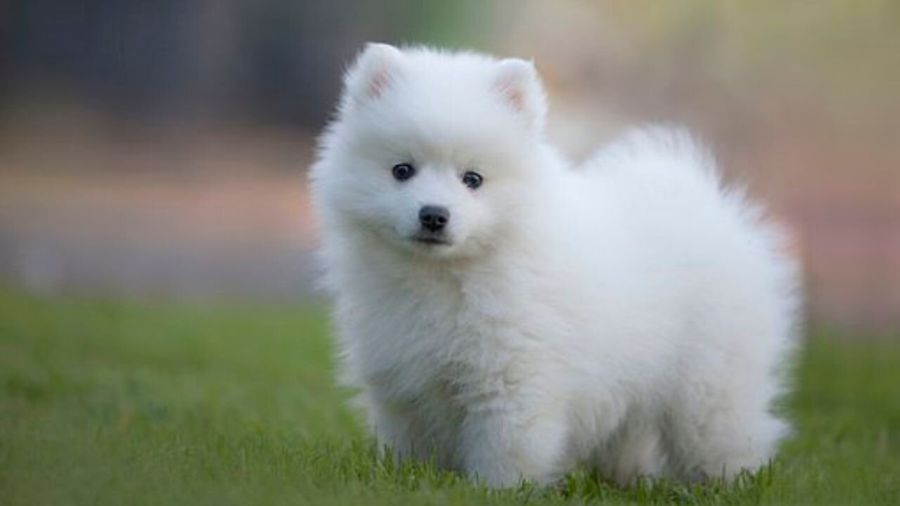 Can puppies in the same litter have different fathers?