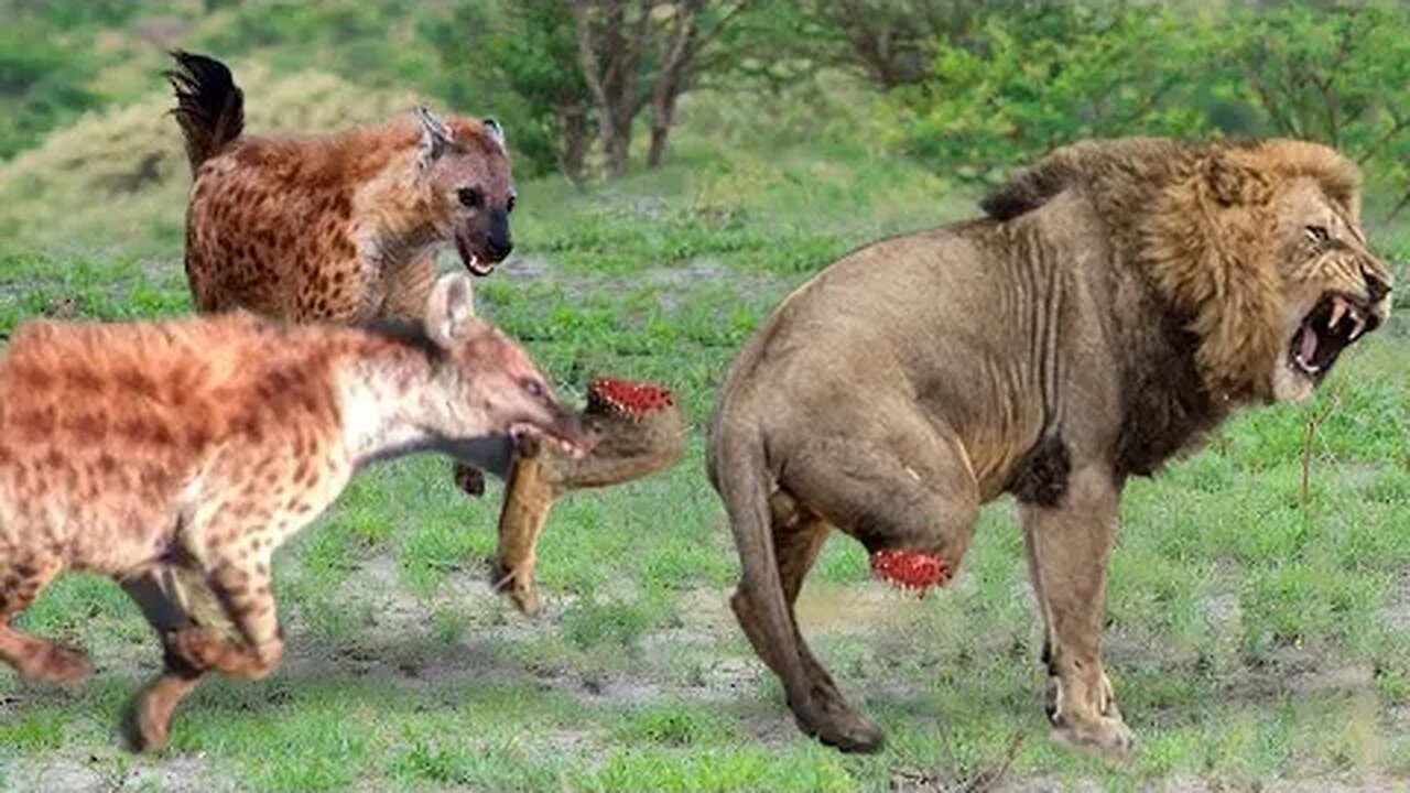 OMG! The Lion's Leg Was Bitten Off By Hyena