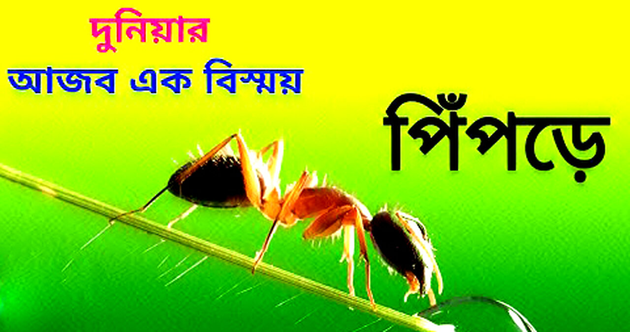 পিঁপড়ে দুনিয়ার এক আজব বিস্ময় | All Strange information about Ant #ajanasutra