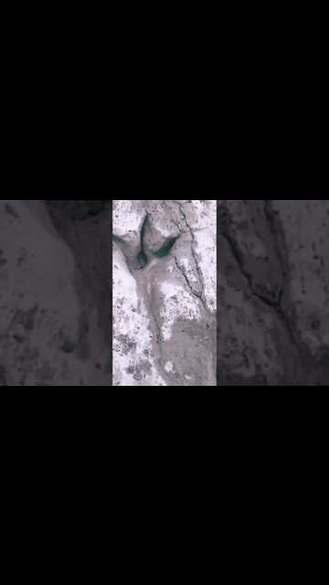 🦖Dinosaur Prints Found at Texas State Park! #shorts #dinosaur #prehistoric #texas