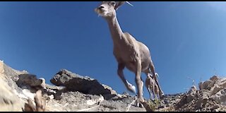 Massive growth puts humans, wildlife at odds in the Mojave Desert