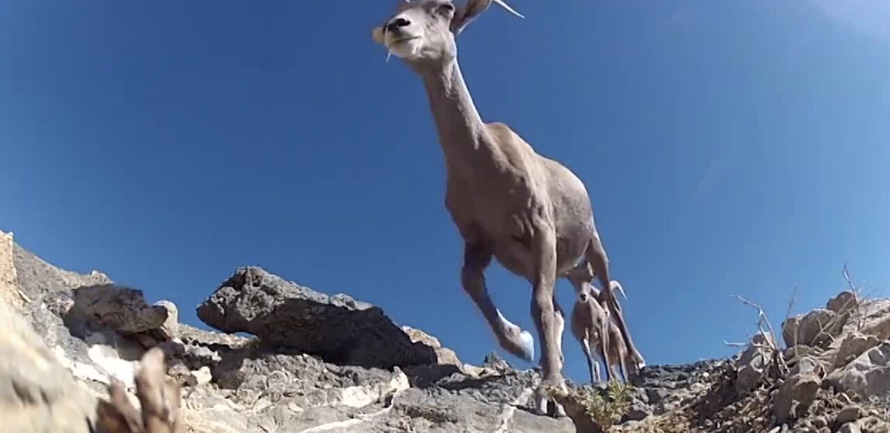 Massive growth puts humans, wildlife at odds in the Mojave Desert