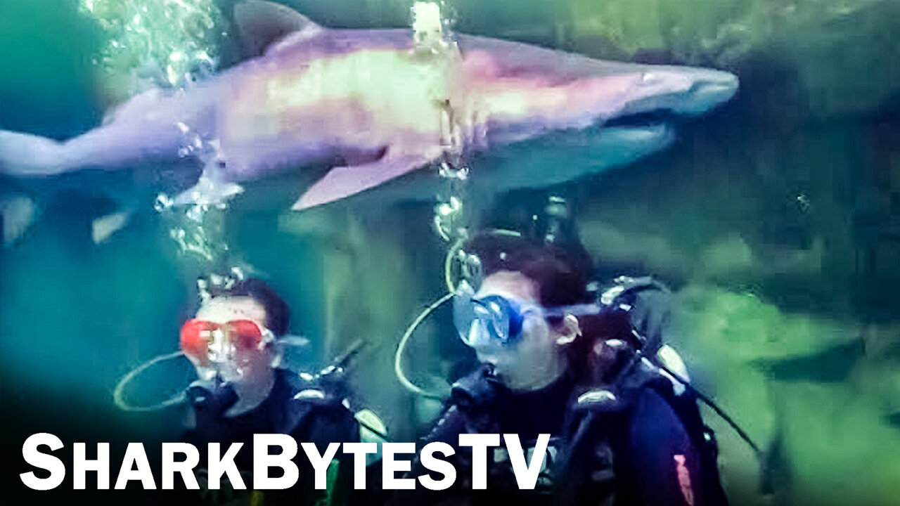 Submarine Sharks Caught on Camera, Shark Bytes TV Ep 34, Sand Tiger Sharks