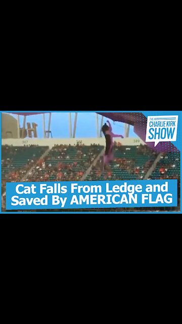 Cat Falls From Ledge and Saved By AMERICAN FLAG