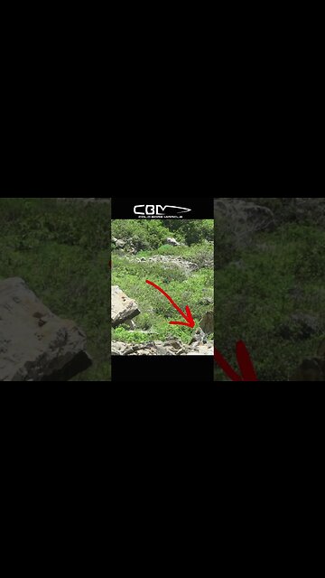 Airborne varmint epidemic