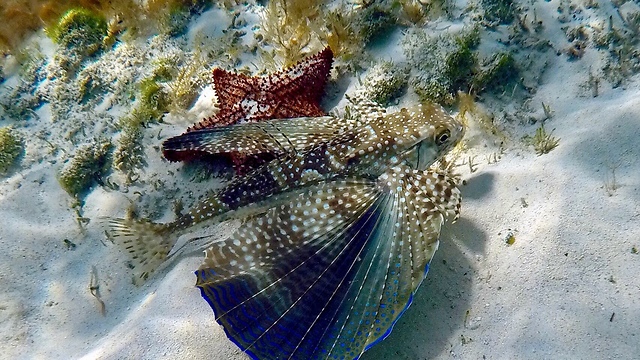 Flying Gurnard