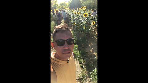 Sun flower farm