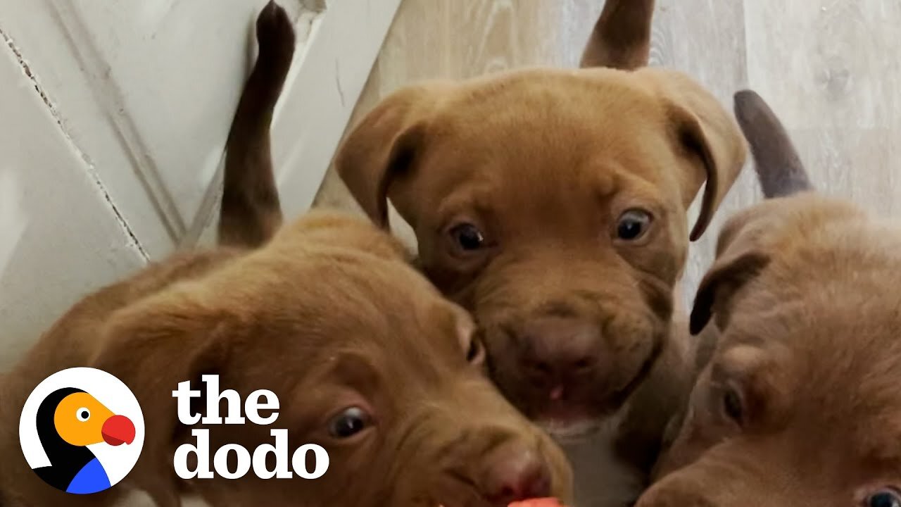 The 8 Rules To Fostering A Litter Of Tiny Puppies