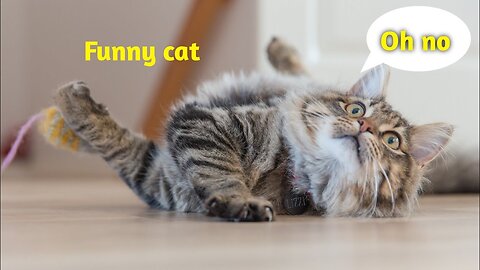 Cat mostly funny video #24