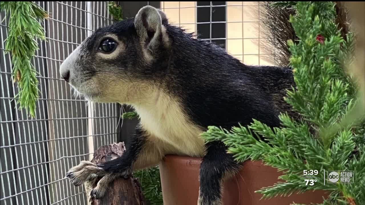 Rare squirrel rehabbed and released