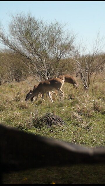 Slo mo in texas! #elitearchery l #texas