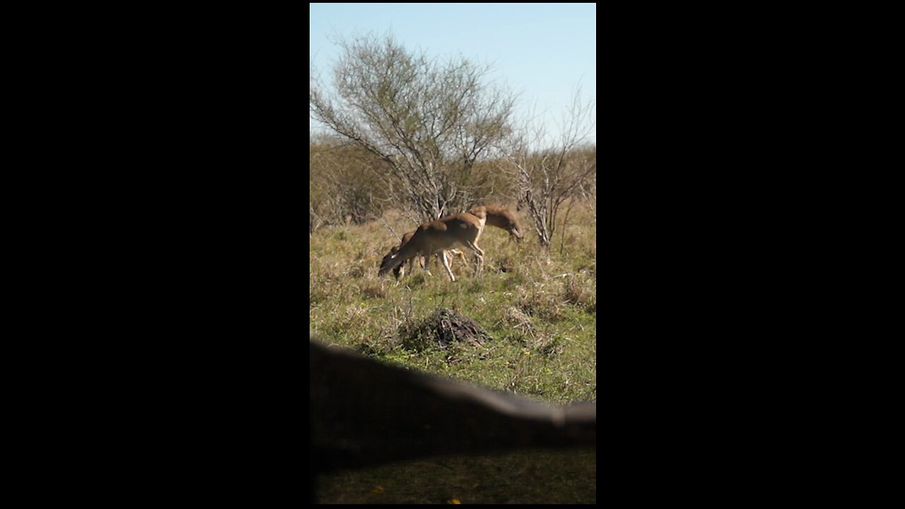 Slo mo in texas! #elitearchery l #texas