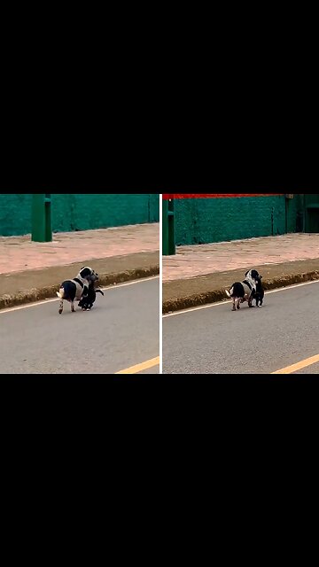 Mother Dog Carries Her Pup Off The Streets