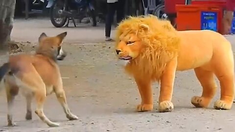 Troll Prank Dog Funny & fake Lion and Fake Tiger Prank To dog & Huge Box Prank to dog