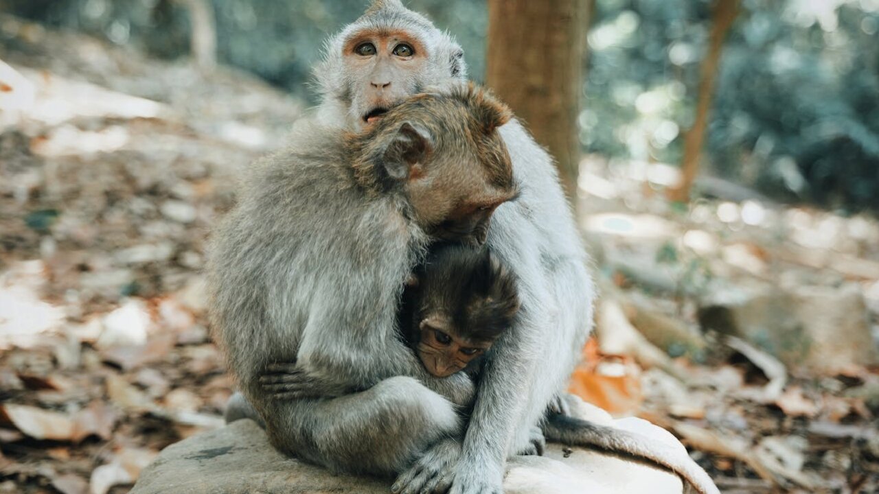 Monkey's love for his child.