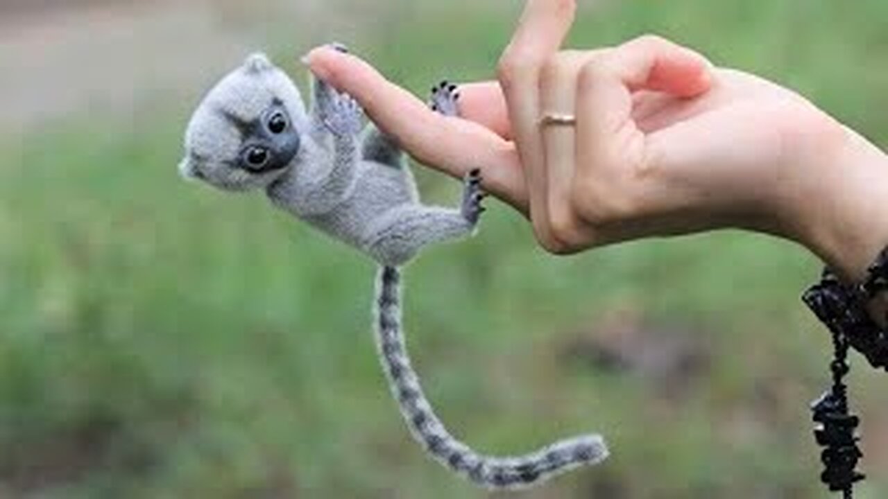 10 Cutest Animal in the World