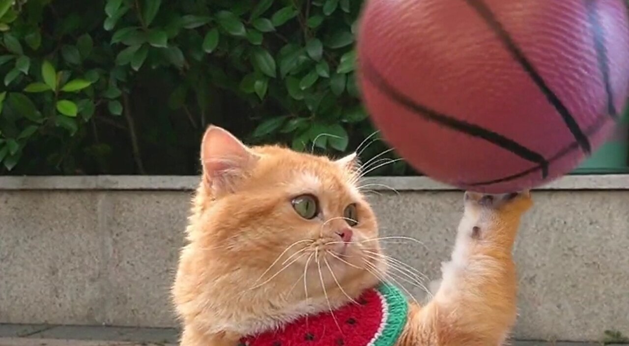 "Meow-nificent Moves: Cat's Slam Dunk Basketball Skills!"