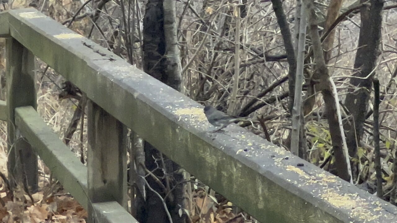 Dark Eyed Junco