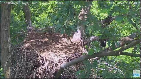 Hays Eagles H12 leaves the nest through back door 2020 06 10