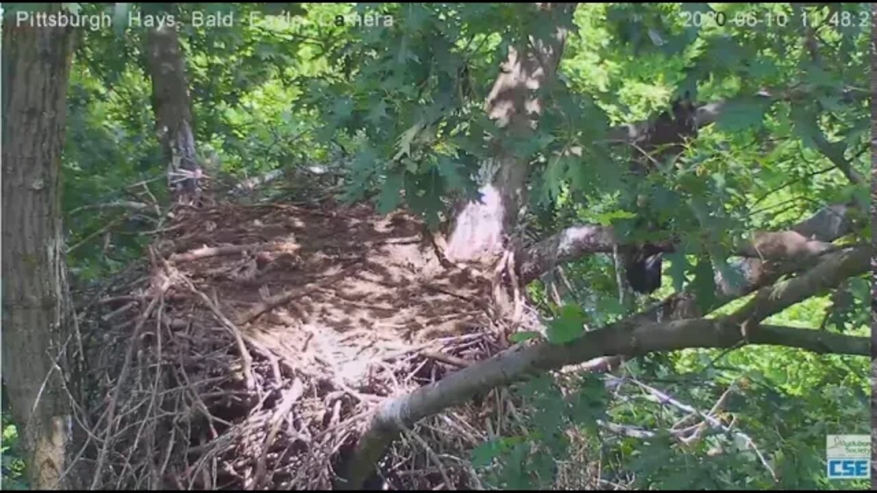 Hays Eagles H12 leaves the nest through back door 2020 06 10