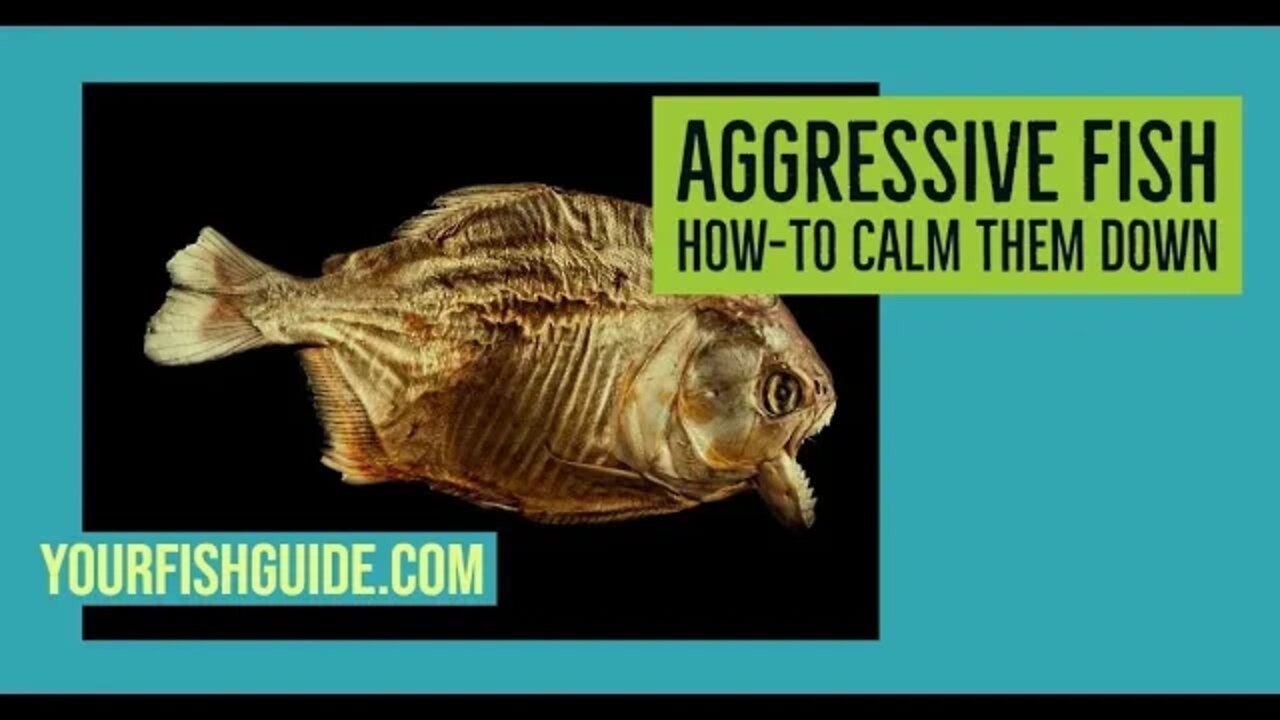 How To Make Fish Less Aggressive ~ A List of Reasons WHY YOUR Fish Are Aggressive