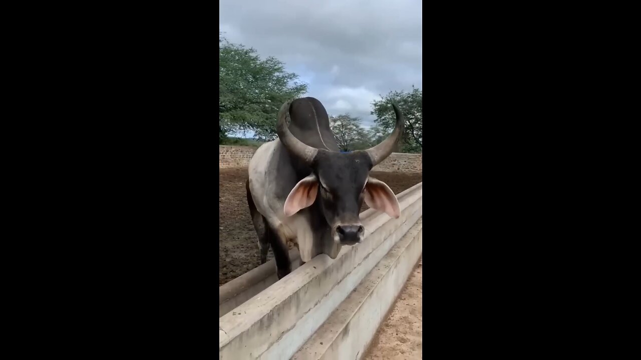 bull ki voice #short #animals