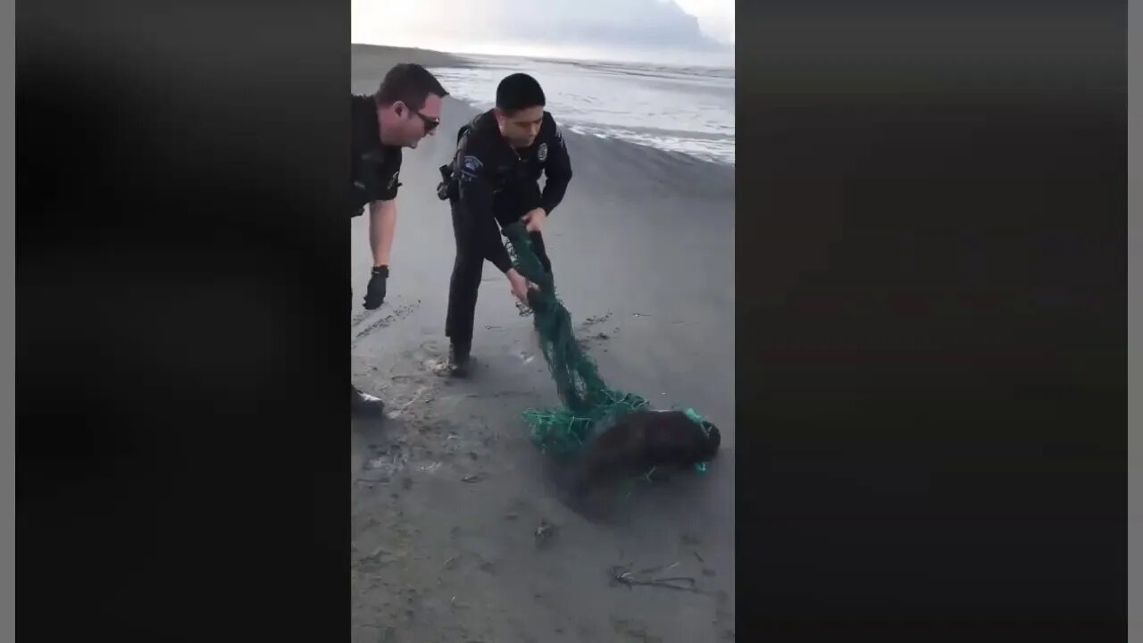 Good Cops Help Sea Critter - Police Have Become An Occupying Force But Some Are Good