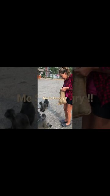 Hungry Monkeys # short