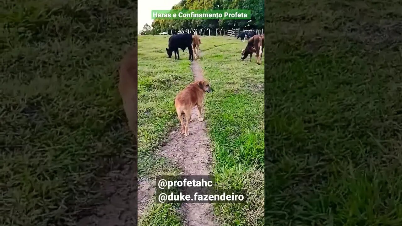 Nós e da roça bebê, duke.fazendeiro cachorro bruto do mato, junto com os bois.