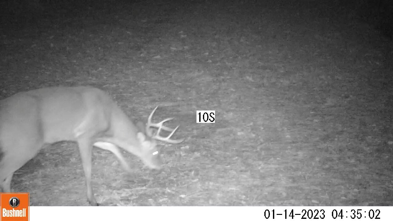 Bushnell Deer Camera Buck
