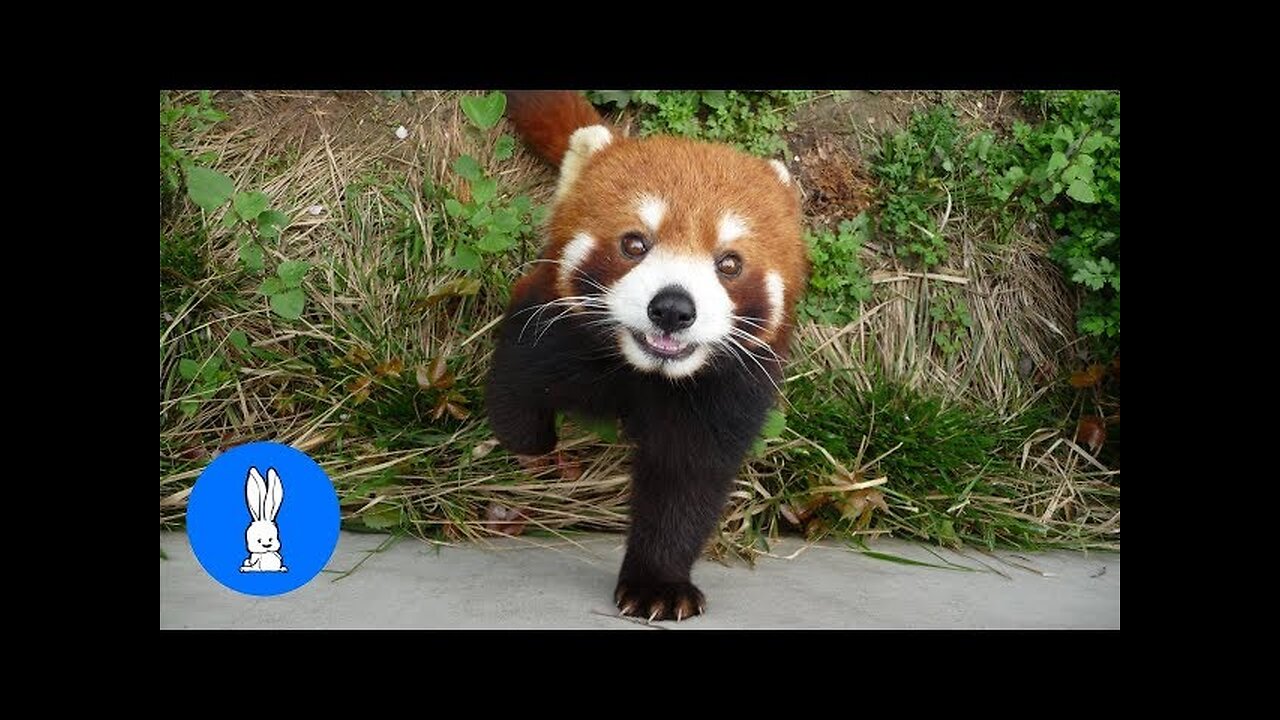 Most Adorable Red Panda - CUTEST Compilation