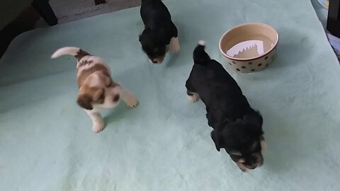 I Litter - 4 weeks & 2 Days(1)