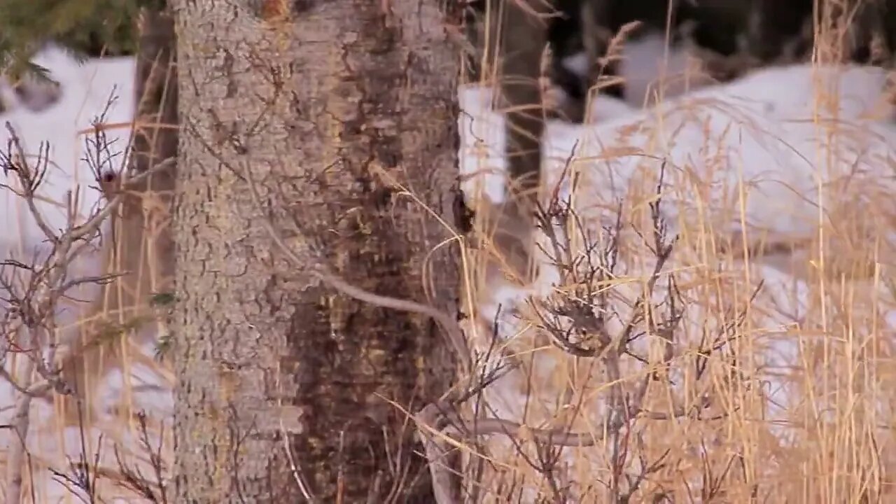 Wild Alaskan Lynx in Snowy Woods