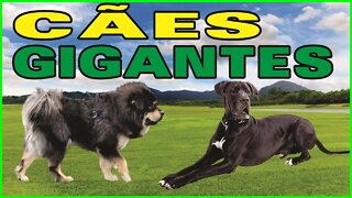 CÃES GIGANTES