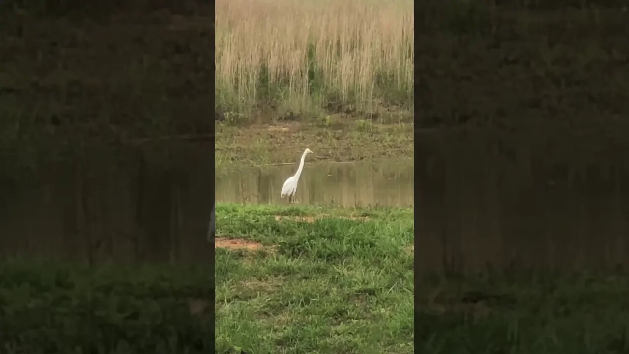 Crane Goes On a Little Hunt