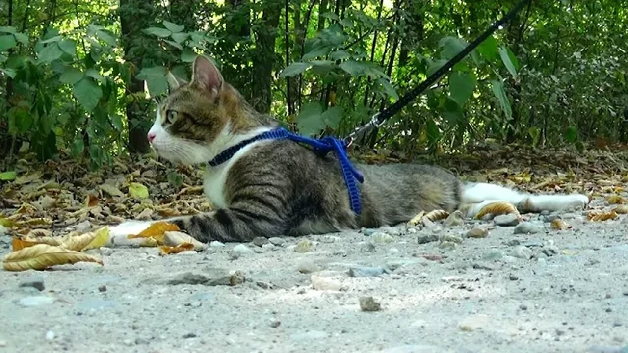 Tired Travelling Cat Takes a Break