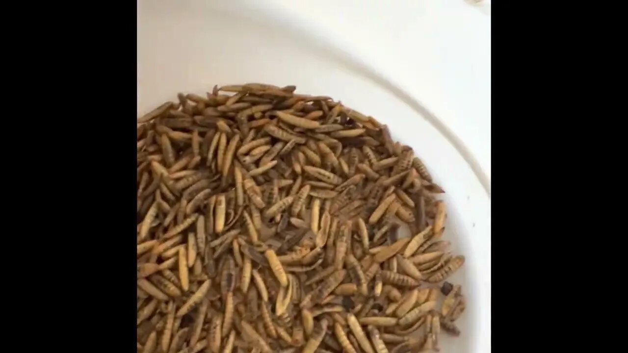 Chickens rats and the garden