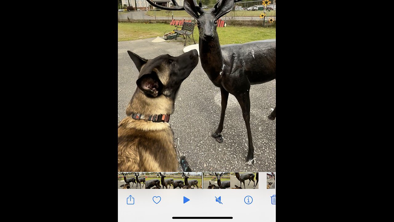 Belgian Malinois dog unsure of deer!