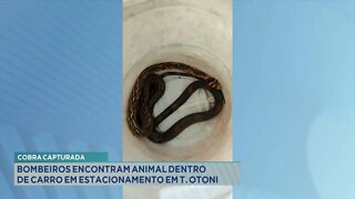 Cobra Capturada: Bombeiros encontram animal dentro de carro em estacionamento em T. Otoni.