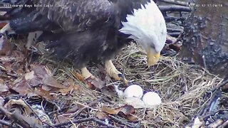 Third egg at Hays Nest on 2/17/2022 at 4:46 PM