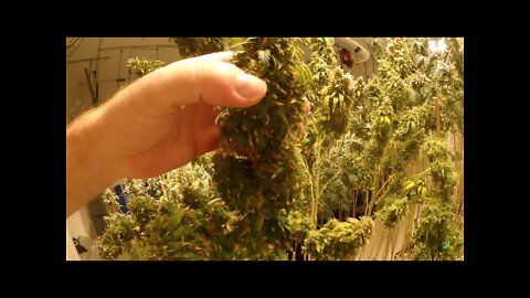 Grow Update And Drying Room HD Girl Scout Cookies Week 9, Rockstar Week 7