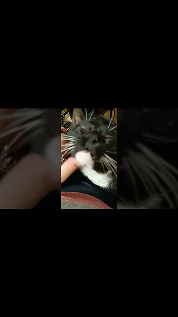 petting kitty #shortsfeed #shortsvideo #kitty #kittycat #cat #youtubeshorts